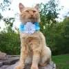 Flower accessory for dog or cat