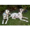 Flower accessory for dog or cat
