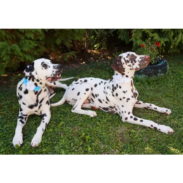 Flower accessory for dog or cat