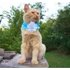 Flower accessory for dog or cat