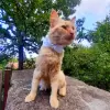 Pet satin bow in diferent colors