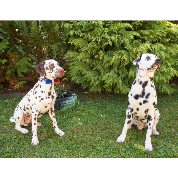 Pet satin bow in diferent colors
