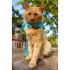 Pet satin bow in diferent colors