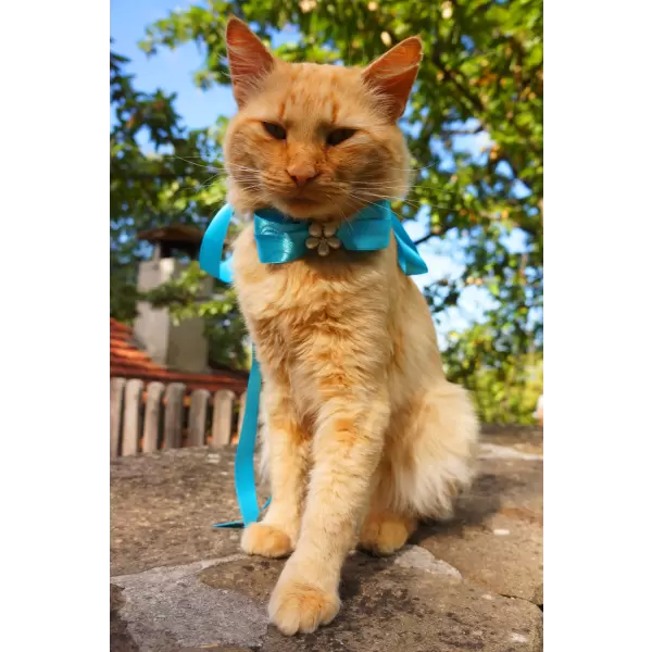 Pet satin bow in diferent colors
