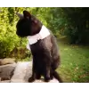 Pet satin bow in diferent colors