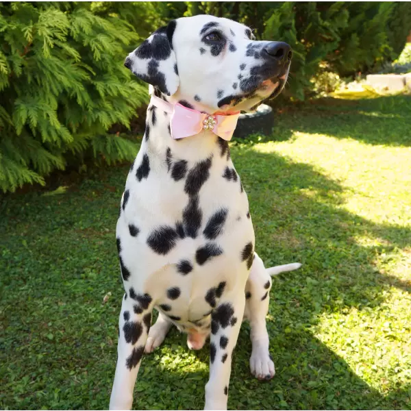 Pet satin bow in diferent colors