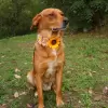 Champagne Sunflower Accessory