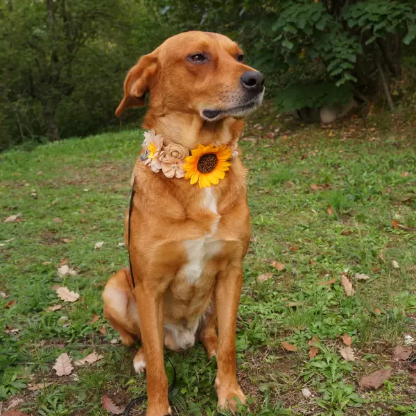 Champagne Sunflower Accessory