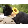 Champagne Sunflower Accessory