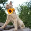 Accessory with sunflowers and flowers for dog or cat