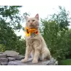 Accessory with sunflowers and flowers for dog or cat