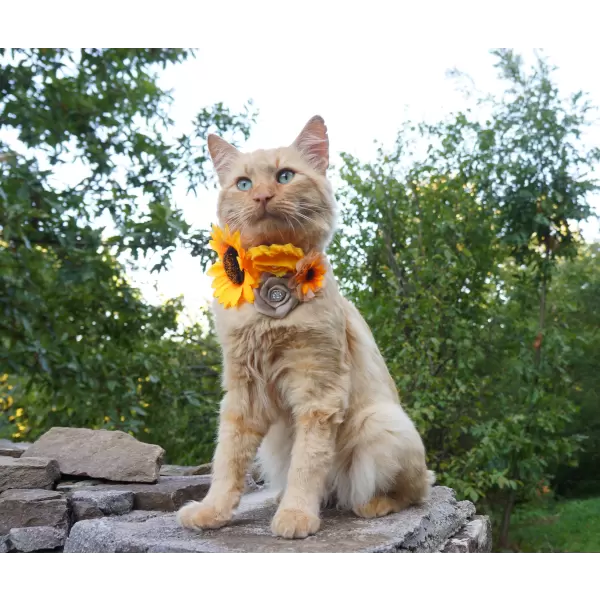 Accessory with sunflowers and flowers for dog or cat
