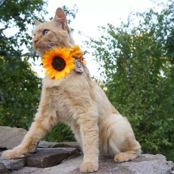 Accessory with sunflowers and flowers for dog or cat