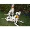 Accessory with sunflowers and flowers for dog or cat