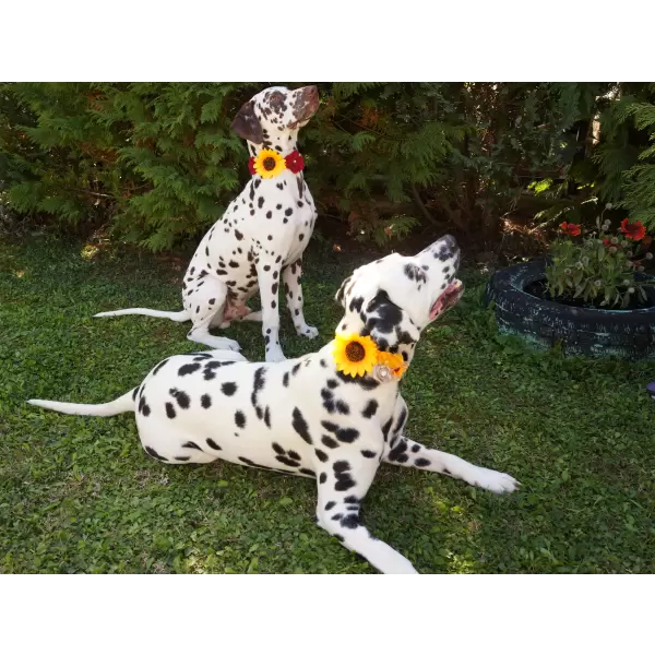 Accessory with sunflowers and flowers for dog or cat