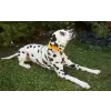 Accessory with sunflowers and flowers for dog or cat