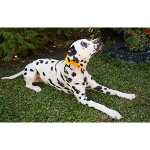 Accessory with sunflowers and flowers for dog or cat