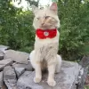 Accessory with red flowers and pearl center for dog or cat