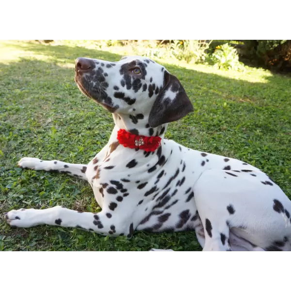 Accessory with red flowers and pearl center for dog or cat