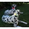 Accessory with Flowers and Pearl Center for Dogs or Cats