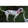 Accessory with Flowers and Pearl Center for Dogs or Cats