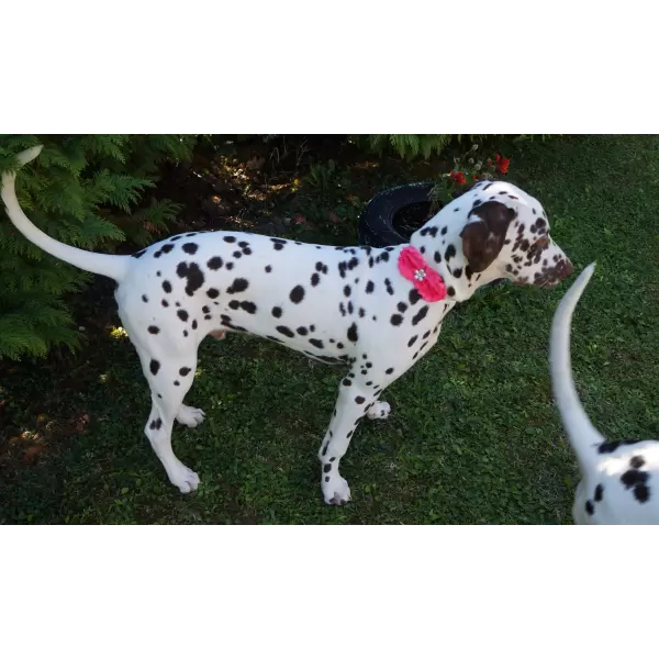 Accessory with Flowers and Pearl Center for Dogs or Cats