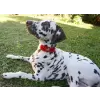 Accessory with Flowers and Pearl Center for Dogs or Cats