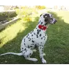Accessory with Flowers and Pearl Center for Dogs or Cats