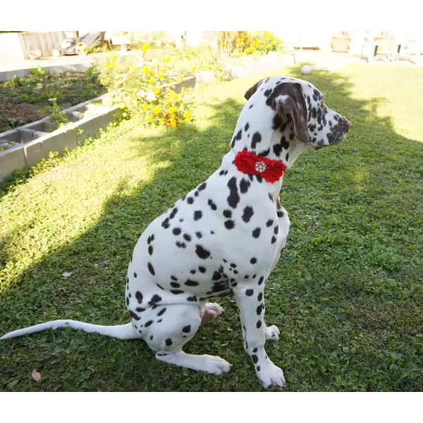 Accessory with Flowers and Pearl Center for Dogs or Cats