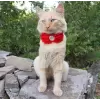 Accessory with Flowers and Pearl Center for Dogs or Cats