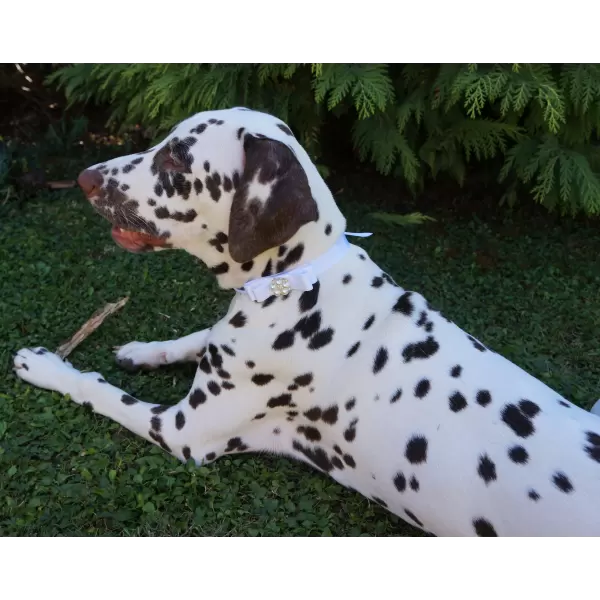 Accessory ribbon with pearl center for dog or cat