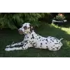Accessory ribbon with pearl center for dog or cat