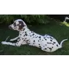 Accessory ribbon with pearl center for dog or cat