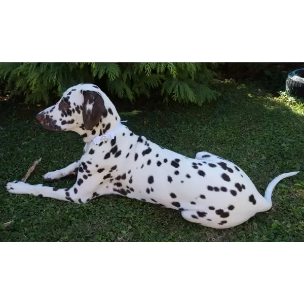Accessory ribbon with pearl center for dog or cat