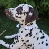 Accessory ribbon with pearl center for dog or cat