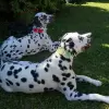 Accessory with Flowers and Pearl Center for Dogs or Cats