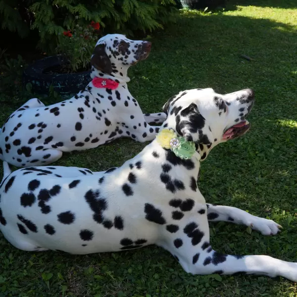 Accessory with Flowers and Pearl Center for Dogs or Cats