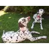 Pet Flower Accessory in pink 