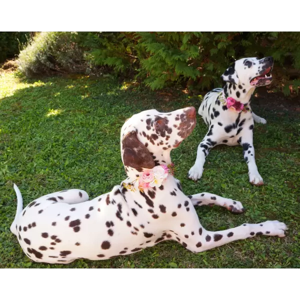 Pet Flower Accessory in pink 