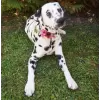 Pet Flower Accessory in pink 