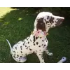 Pet Flower Accessory in pink 