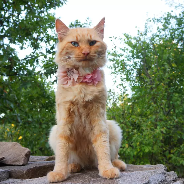 Pet Accessory with Champagne, Dusty rose and Ivory Flowers