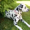 Pet Flower Accessory 