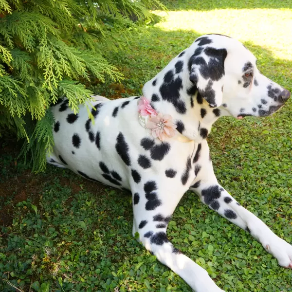 Pet Flower Accessory 