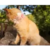 Pet Flower Accessory 