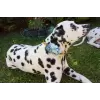 Flower accessory in white or blue for dog or cat