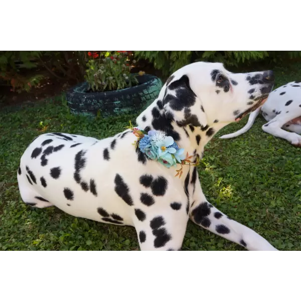 Flower accessory in white or blue for dog or cat