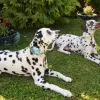 Flower accessory in white or blue for dog or cat
