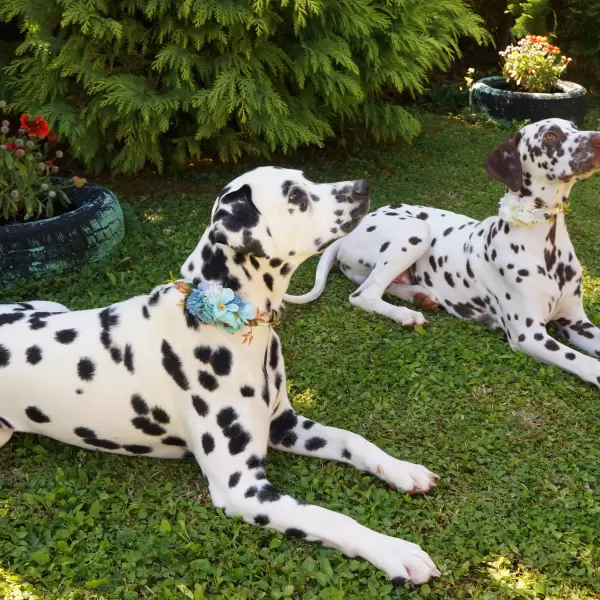 Flower accessory in white or blue for dog or cat