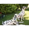 Flower accessory in white or blue for dog or cat